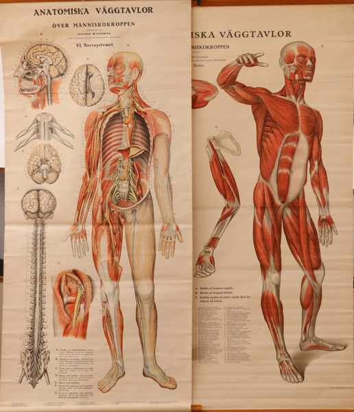 Anatomiska planscher 2st, Gustaf Wennman, omkring 1900-talets mitt