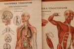 Anatomiska planscher 2st, Gustaf Wennman, omkring 1900-talets mitt