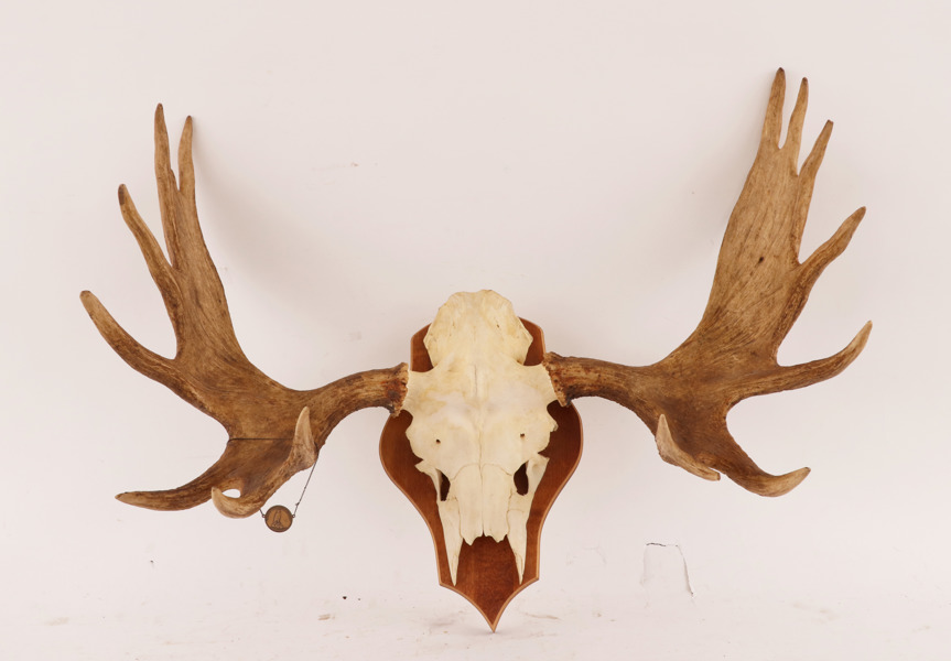 Jakttrofé, älghorn