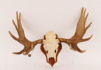 Jakttrofé, älghorn