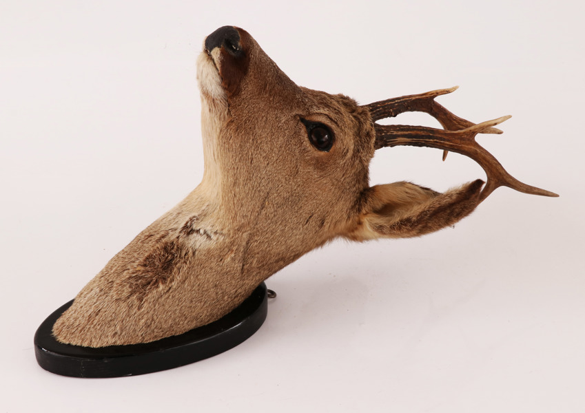 Jakttrofé, rådjurshuvud