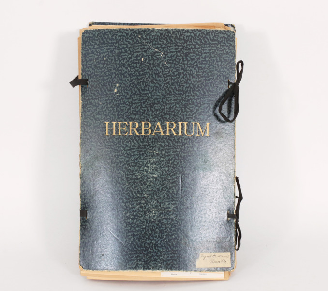 Herbarium, 1900-talets första hälft