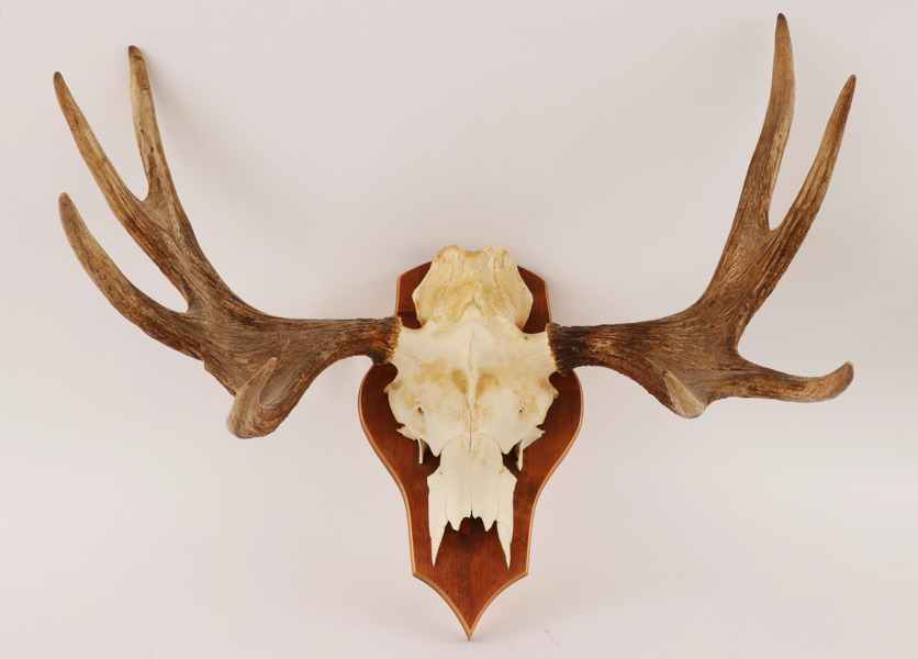 Jakttrofé monterad på träplatta