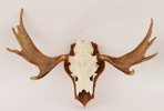 Jakttrofé monterad på träplatta