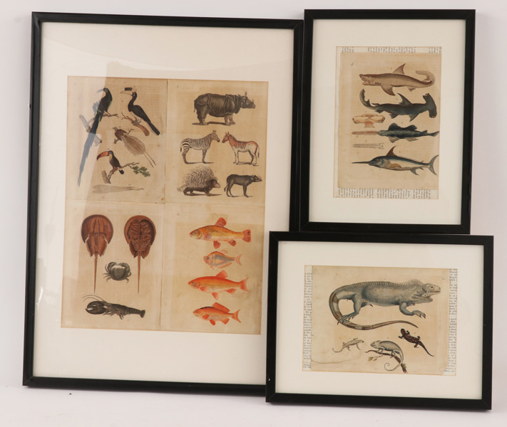 Handkolorerade blad 6st, 1800-tal