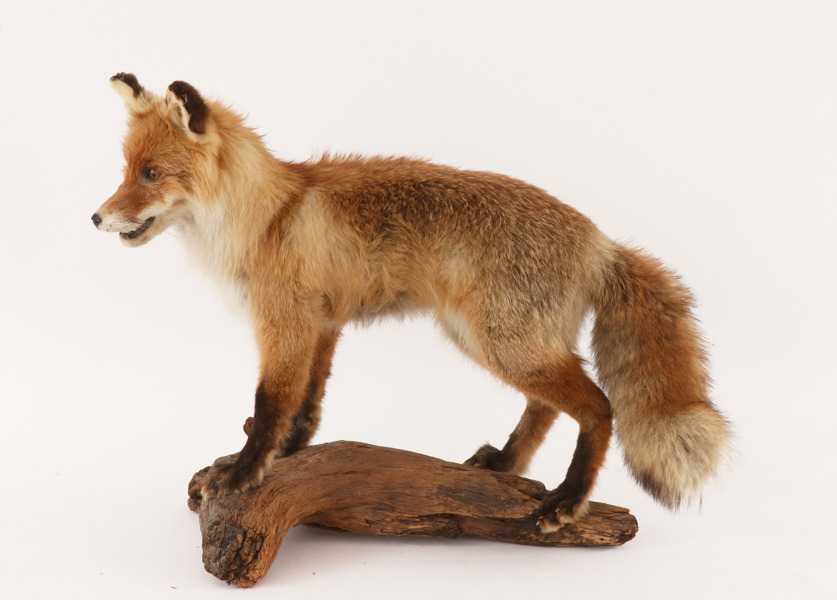 Uppstoppad räv