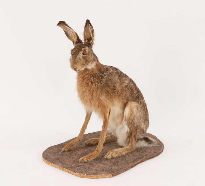 Uppstoppad hare