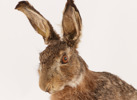 Uppstoppad hare