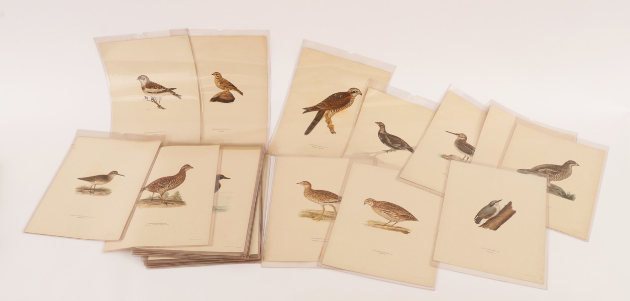 Litografiska blad 42st, "Nordens Fåglar", Wright