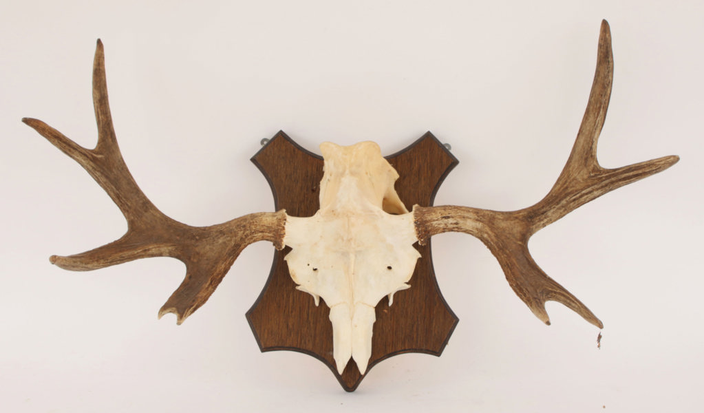 Jakttrofé monterad på träplatta