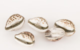 Snäckdosor 5st, 1800-tal