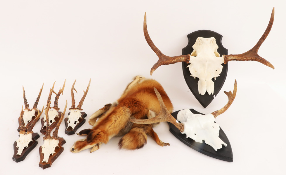 Parti jaktttroféer, m.m.