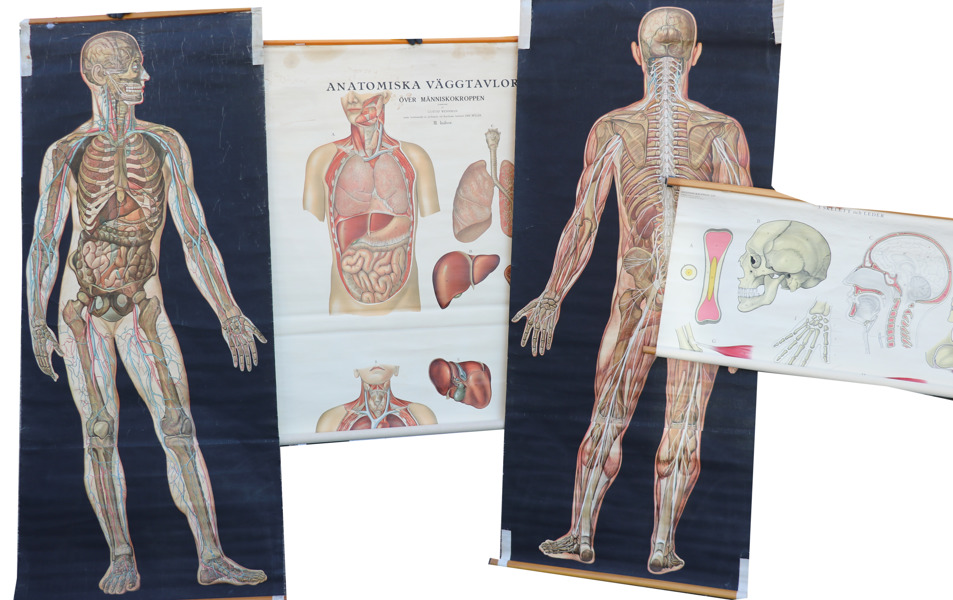 Anatomiska planscher 4st