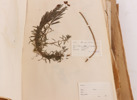Herbarium med växter, daterat bl.a. 1896