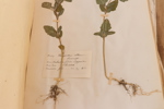 Herbarium med växter, daterat bl.a. 1896