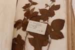Herbarium med växter, daterat bl.a. 1896