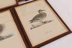 Litografiska blad 9st, "Nordiska fåglar", Wright