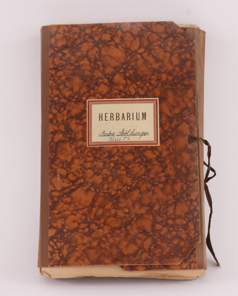 Herbarium, 1900-talets första hälft