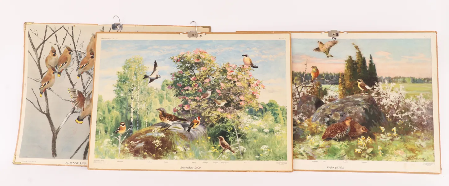 Skolplanscher 3st, omkring 1900-talets mitt
