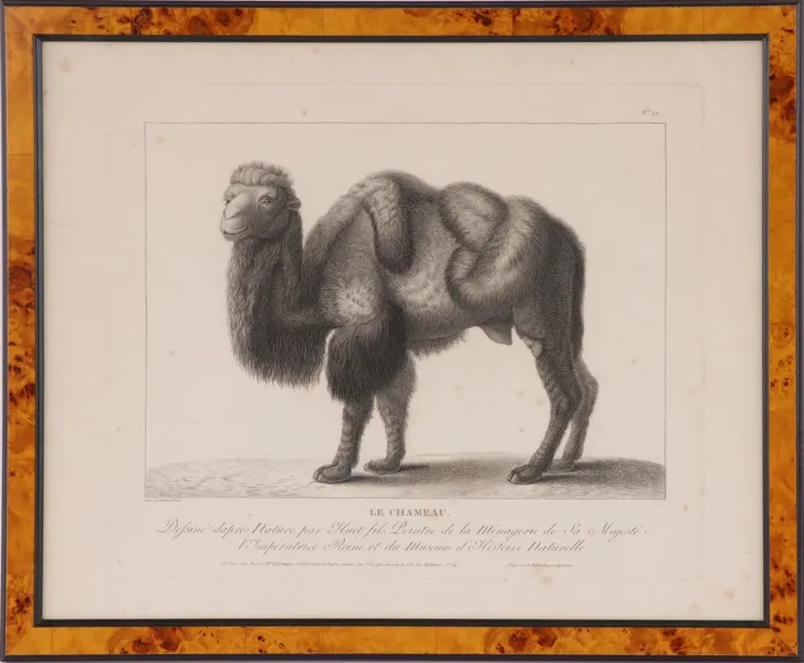 Kopparstick, "Le Chameau", Frankrike, 1800-tal