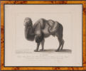 Kopparstick, "Le Chameau", Frankrike, 1800-tal