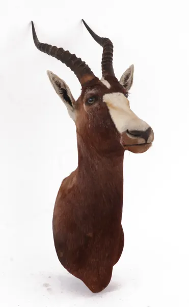 Uppstoppad blesbok