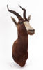 Uppstoppad blesbok