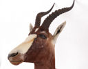 Uppstoppad blesbok