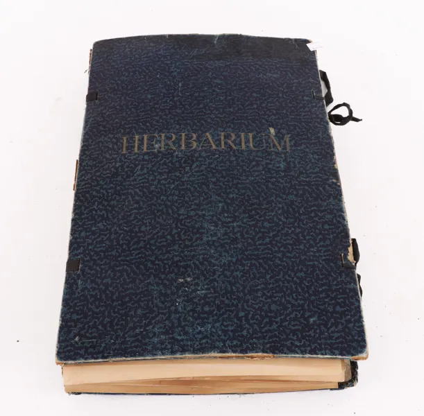 Herbarium, 1900-talets första hälft