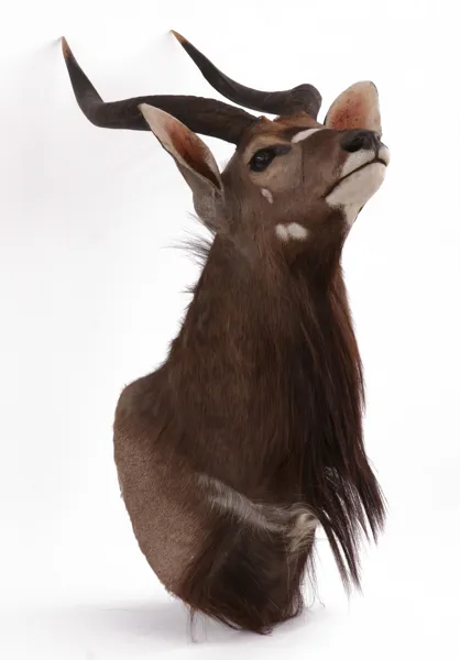 Jakttrofé, nyala