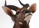 Jakttrofé, nyala